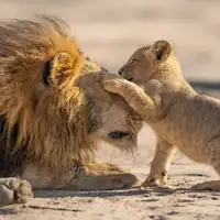 Parenthood In Concert tour dates and tickets